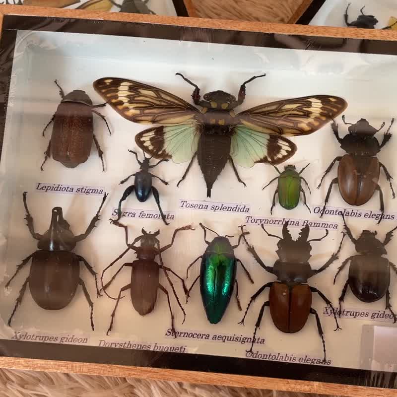 Set Beetle Tosena splendida Insect Taxidermy Entomology Wood Box Display Home De - Items for Display - Wood Brown