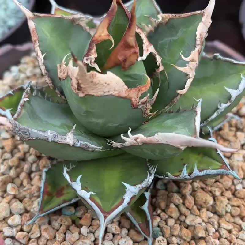 龍舌蘭仁王冠 狼人龍舌蘭 - 盆栽/植栽 - 植物．花 